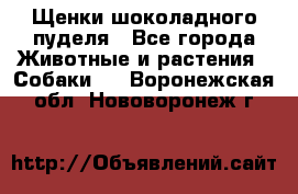 Щенки шоколадного пуделя - Все города Животные и растения » Собаки   . Воронежская обл.,Нововоронеж г.